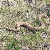 An early riser. A rattlesnake out and about in March? Yes, take care hiking in the Snake River Plain.