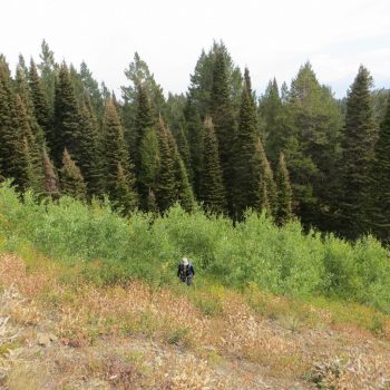 Climbing can involve a lot of bushwhacking at times. Steve Mandella photo. 