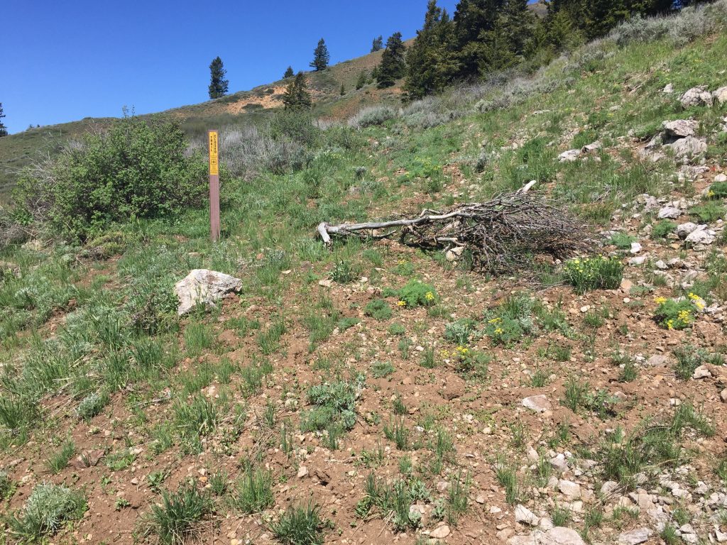 The old mining road is overgrown. The start is marked by thesign shown in this photo. Once on the road it is easy to follow.