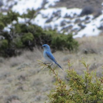 Maybe you'll be greeted on the summit by this lovely? Photo - Steve Mandella