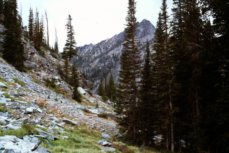 Upper Freeman Creek is reached via an old mining road which makes the walk easier.