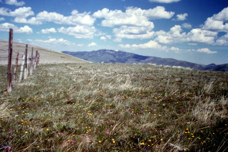 Baldy Mountain