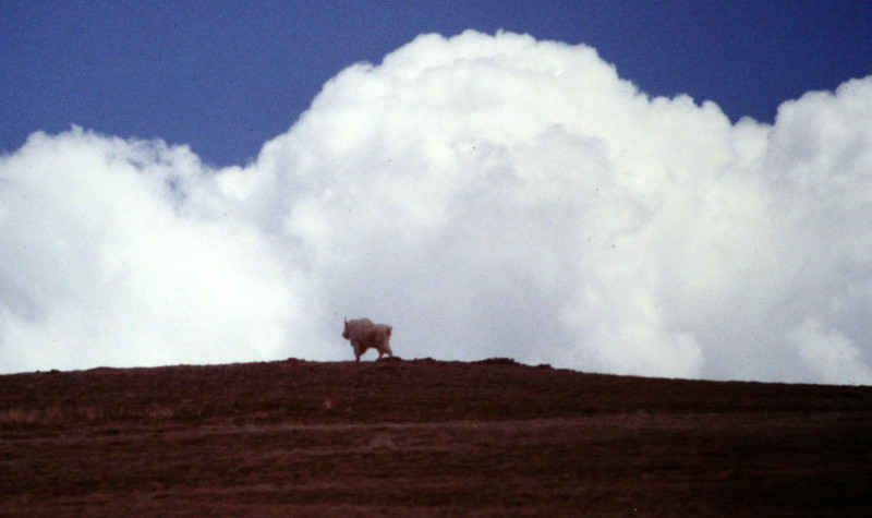 Baldy Mountain