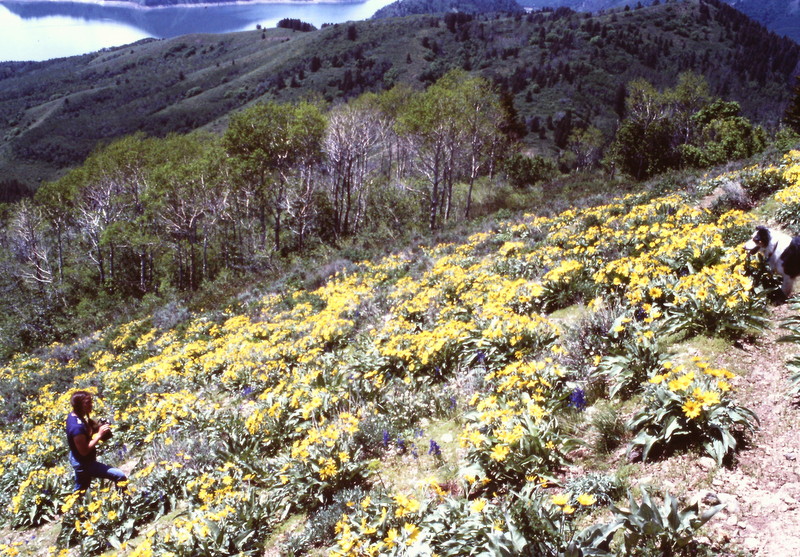 Wildflowers dominated the open ridges in early summer.