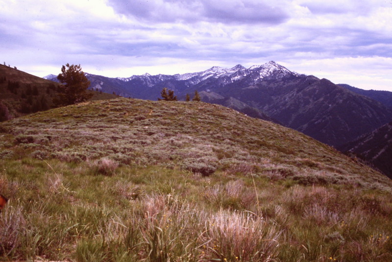 The grassy summit of Jumbo Mountain.