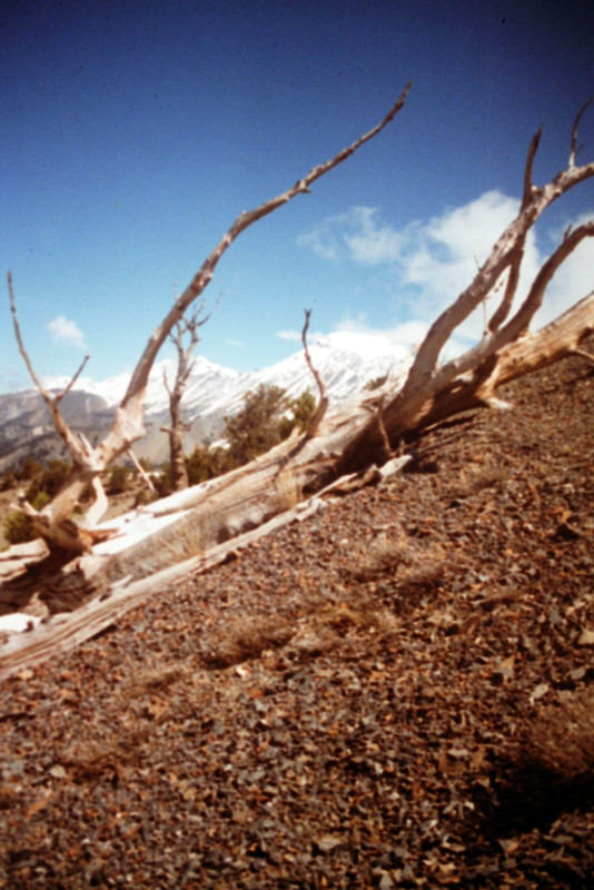 Even in early May the lower slopes will be free of snow leaving you with a talus slog on the peak's western slopes.