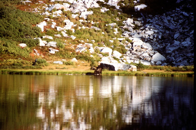 A moose at Cove Lake. This is wild country. I have not visited the area since wolves were introduced.