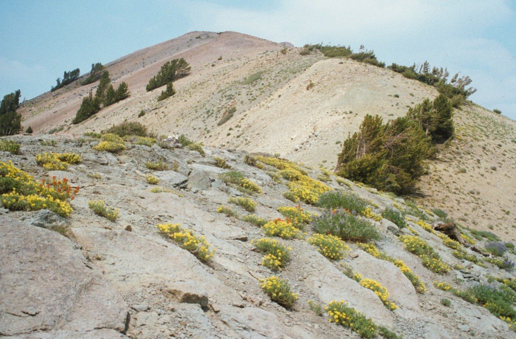 Wildflowers on the ridge walk to the summit.