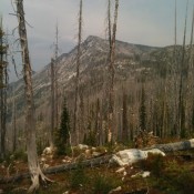 The hike to South Loon takes you through miles of burned forest. The western Salmon River Mountains have suffered many large fires over the last 30 years and, unfortunately, this type of seen has become the norm in many places.