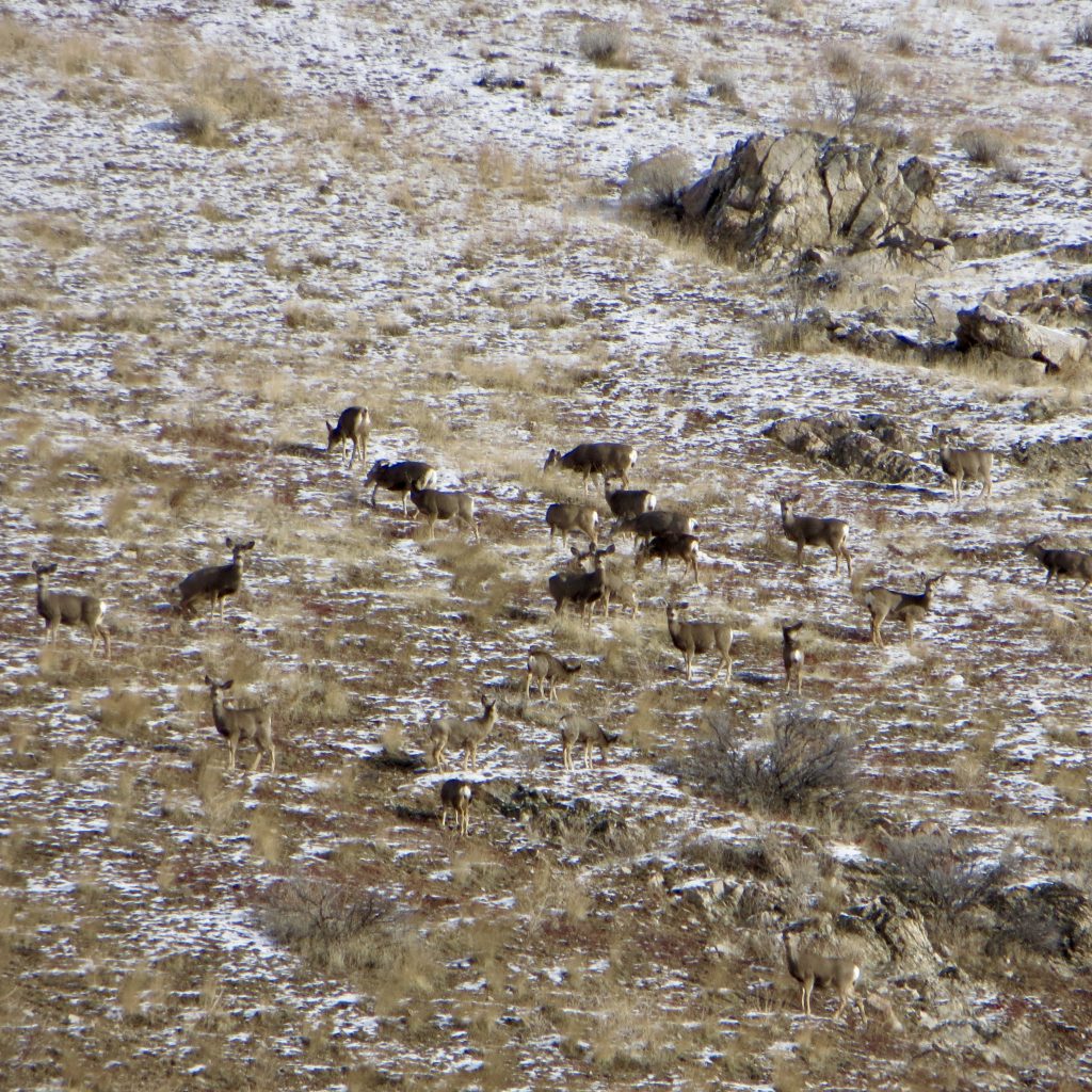 Deer herd on Kodiak Peak. Steve Mandella photo. 