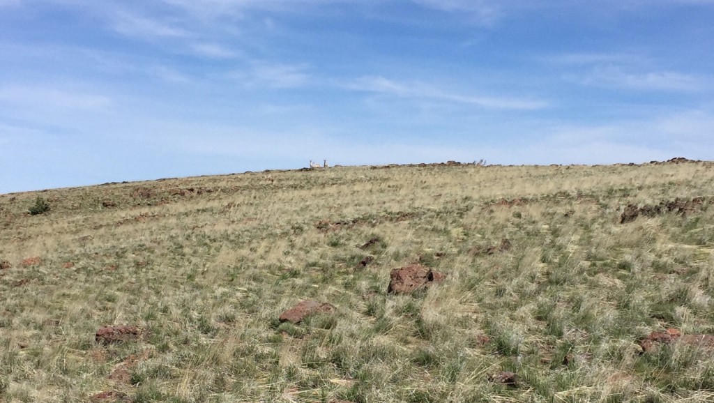 Pronghorns on the summit of Toy Mountain.