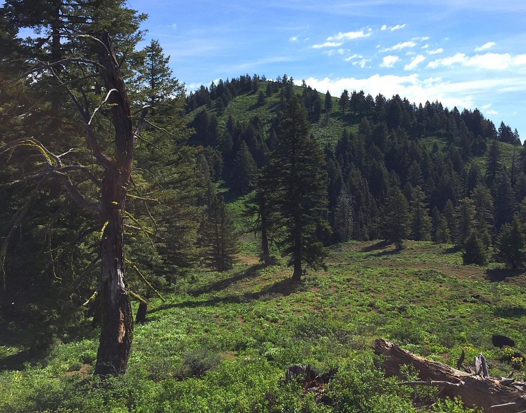 Peak 7201 from the saddle between it and Hawley Mountain.