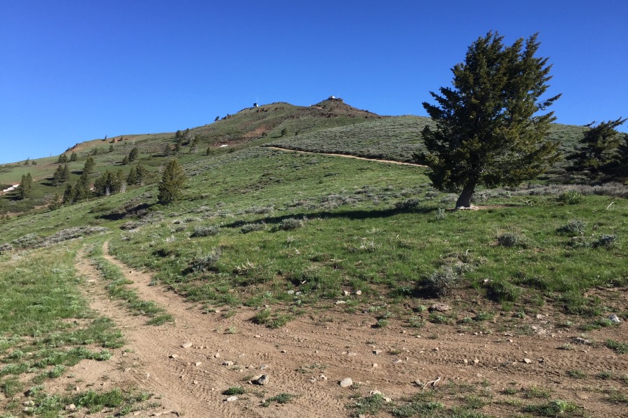 Sturgill Peak from the saddle to it's south.