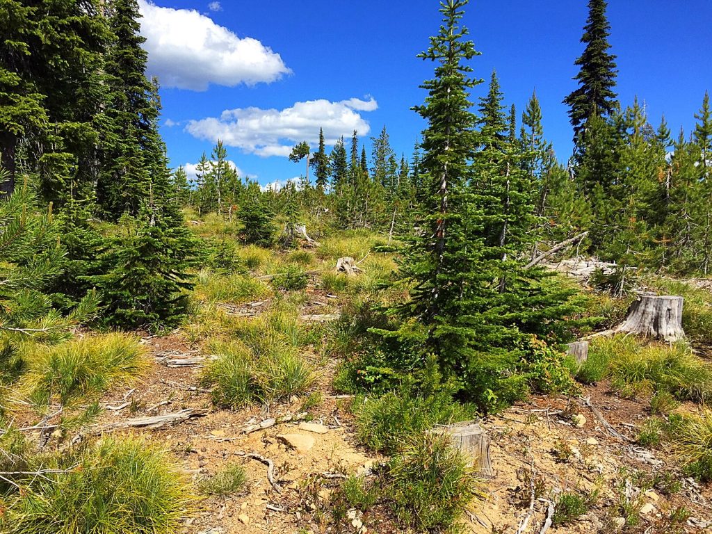 The hike through the clearcut is easy enough but not exactly pleasing. However, the views from the top are great.