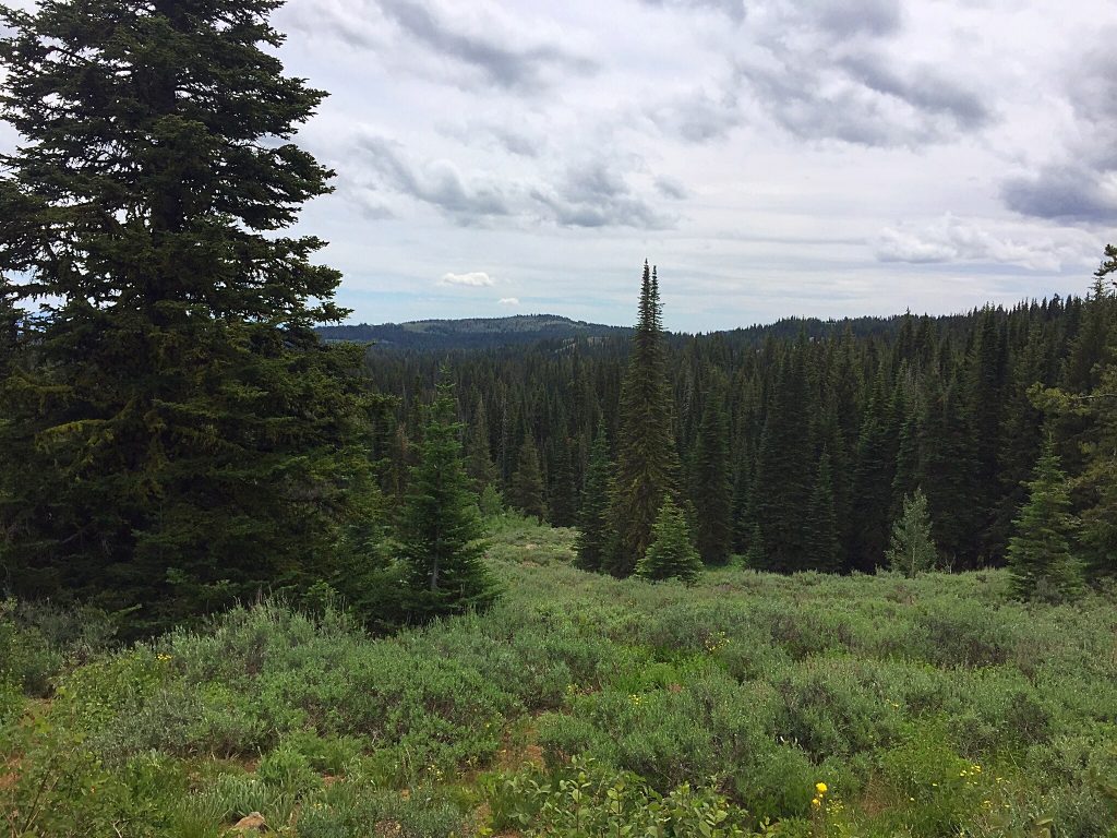 The Cuddy Mountains high country is a mix of forest and meadows.