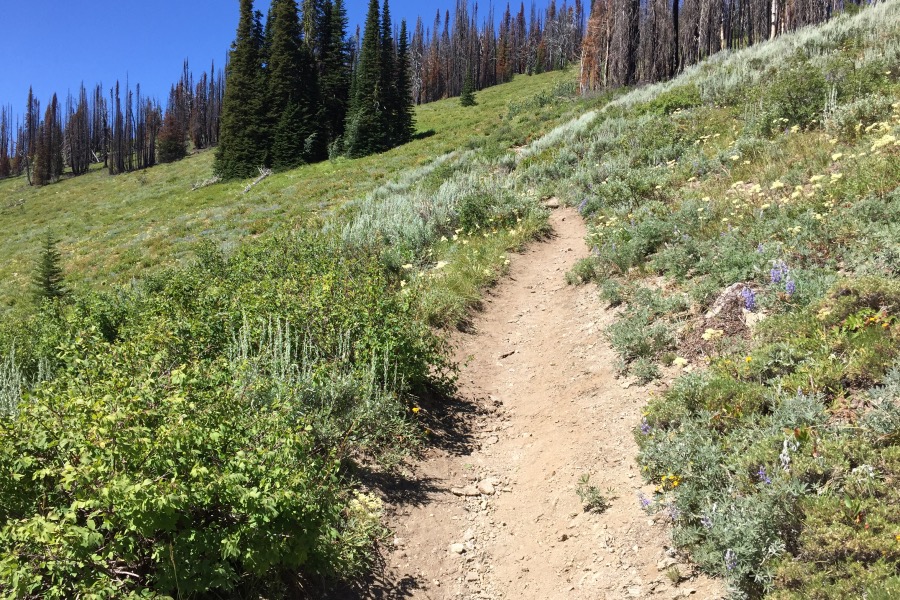 The trail traversing the base of the east ridge gets a lot of use as it eventually leads to the Grass Mountain Lakes.