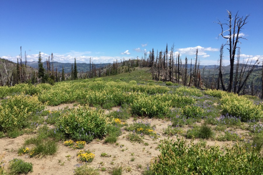 The view to the northeast from Point 8048 to the summit,of,Hard BM.