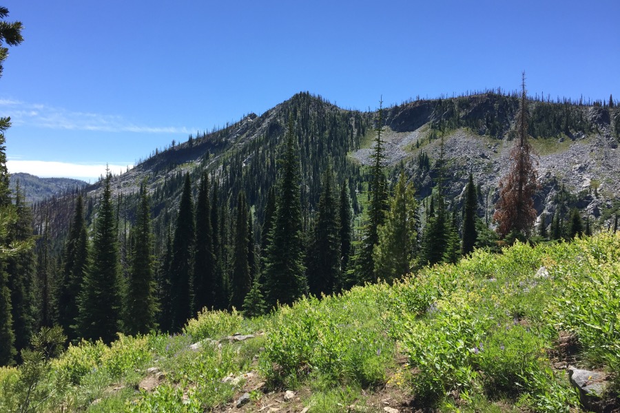 Grassy Twin Peak viewed from the trail to the pass.