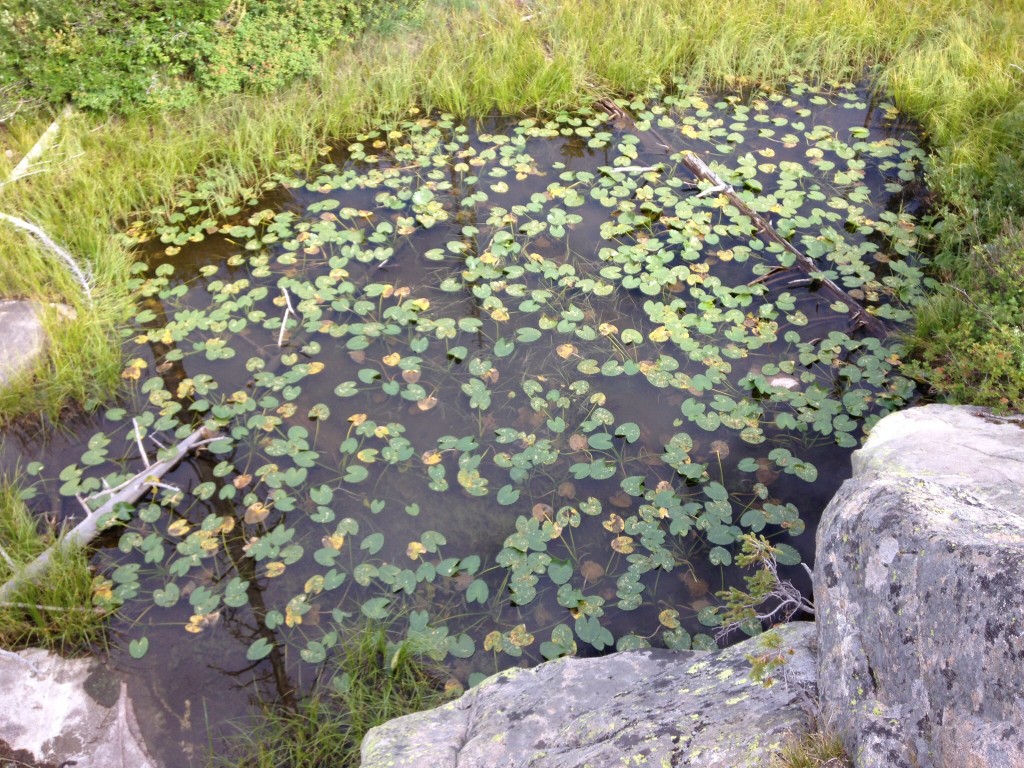 Despite the effects of the recent Forest fires this country is full of wonders, like this pond near Lick Creek Summit. In late August you will also find more huckleberries than you could ever eat.
