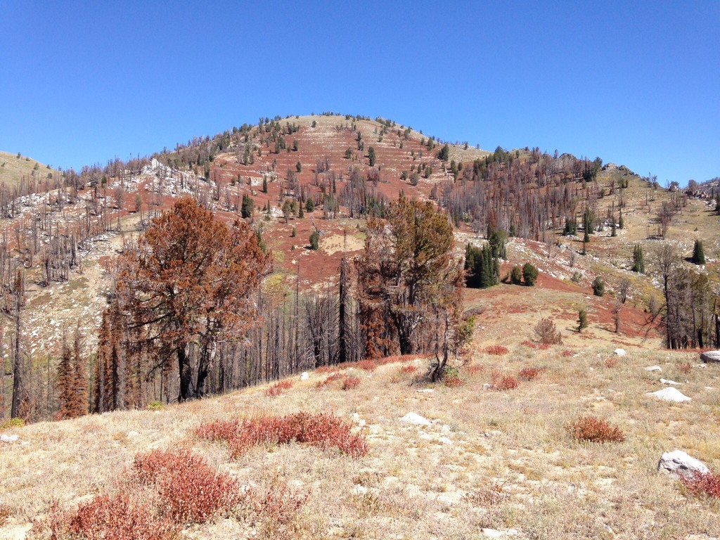 Peak 9037 viewed from the northeast ridge of Peak 8554. The saddle between the two peaks is visible mid-photo. The trailhead and the Trinity Mountain Road are off the photo to the right.