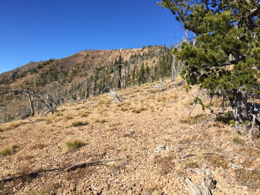 A view along the ridge. Section of the north ridge were open and others were forested. Footing varied from easy to ball bearing, lose gravel.