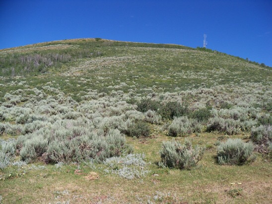 Southeast line of ascent thru the brush & scrub to the com tower summit of Sheep Creek Hills HP, 7/15/13. Rick Baugher Photo 