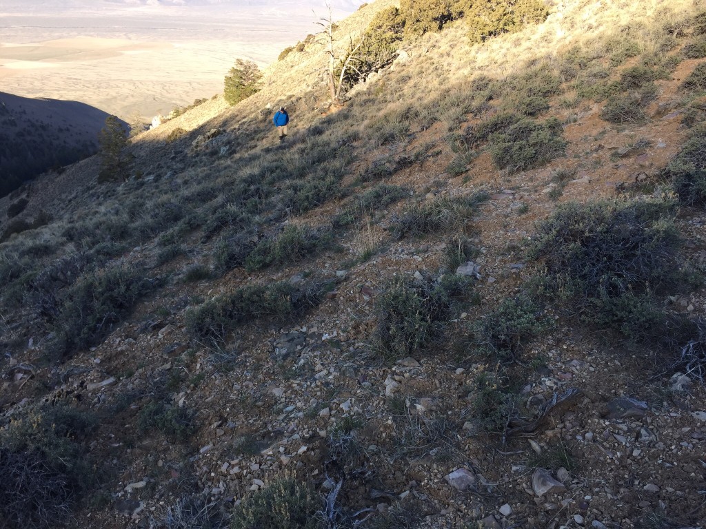 Following an elk trail up toward the ridge crest. Some of these game trails rival forest service trails but the have a nasty habit of ending in spots where the forage is thick enough to disperse the herd.