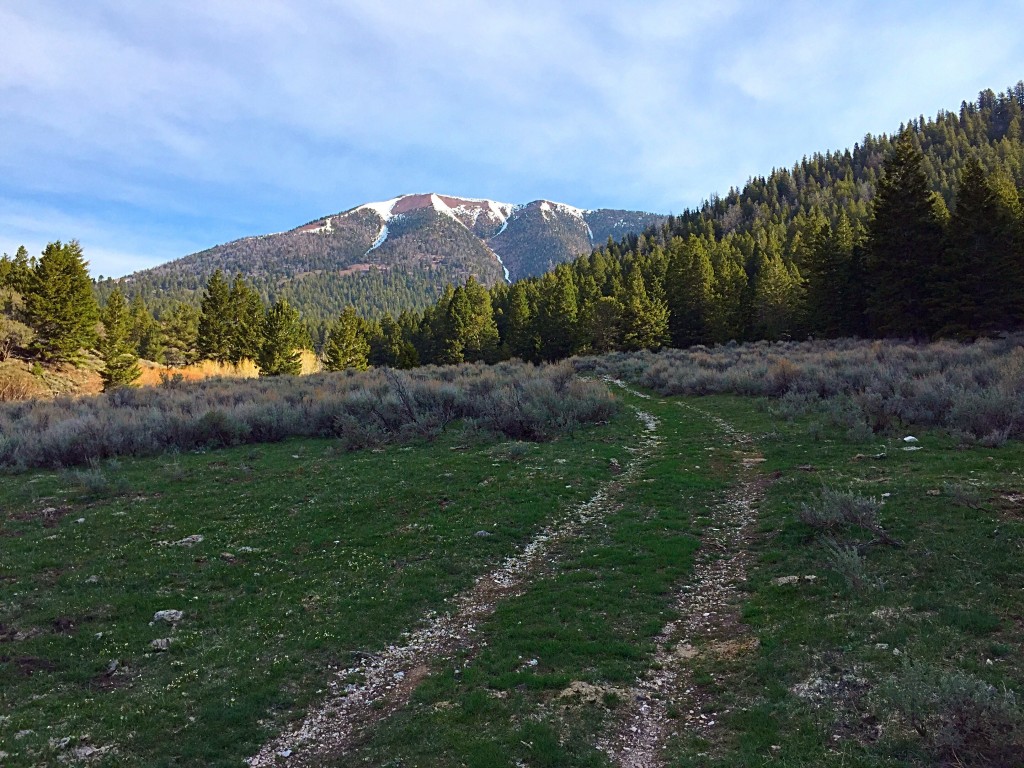 The meadow at 7,400 feet in Summerhouse Canyon and Bear Mountain.