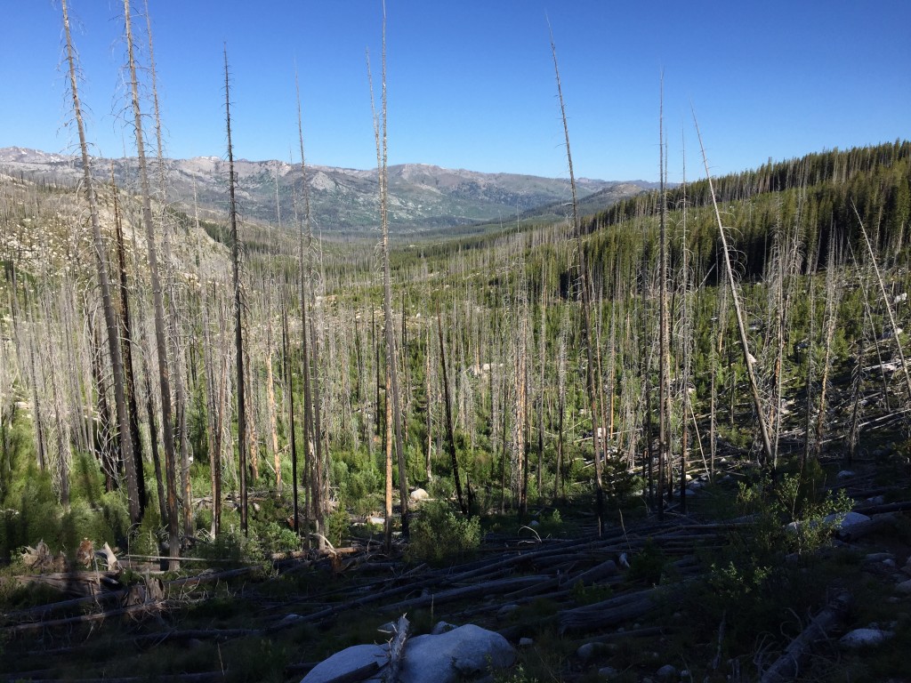 Much of the section of the Salmon River Mountains known as the Lick Creek Range has burned since 1990. Deep thick forest are gone in many places. This has opened up the terrain but also created vast areas that can only be crossed by clambering over downed trees.