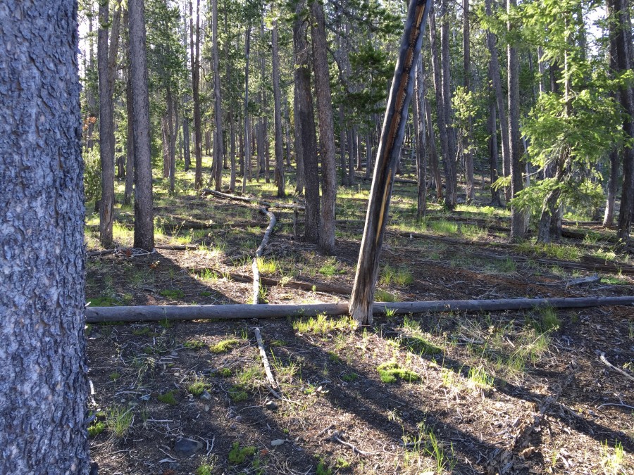 After a gain of roughly 200 feet you will find you reach the top of the southwest ridge. The ridge is broad at this point but will narrown down as you climb toward the summit. There is a faint game trail much of the way.