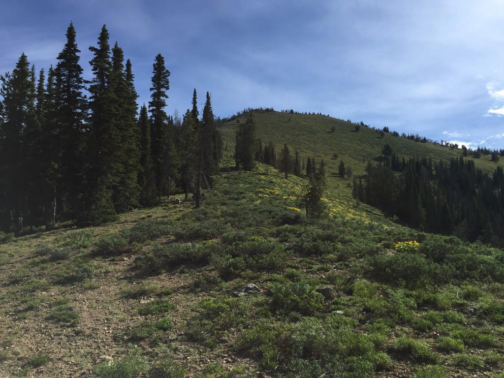 The ridge will eventually open up on its southeastern exposure giving you a view of the summit.