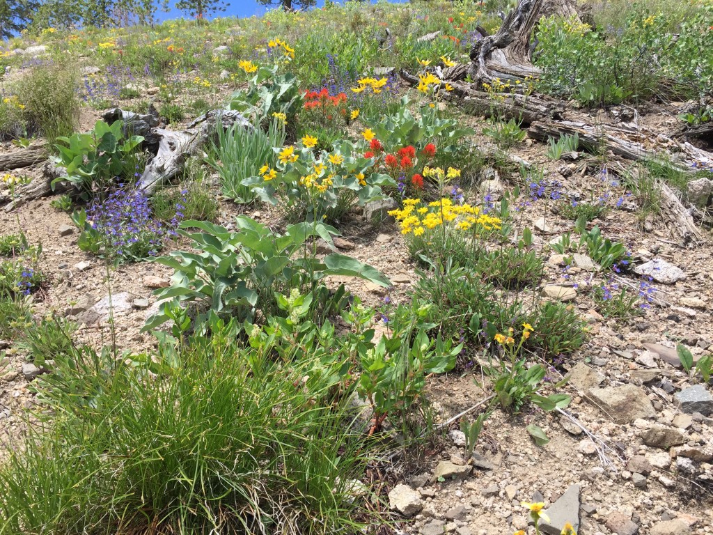 On June 19th, 2015 the wildflowers on the east ridge were in full bloom.