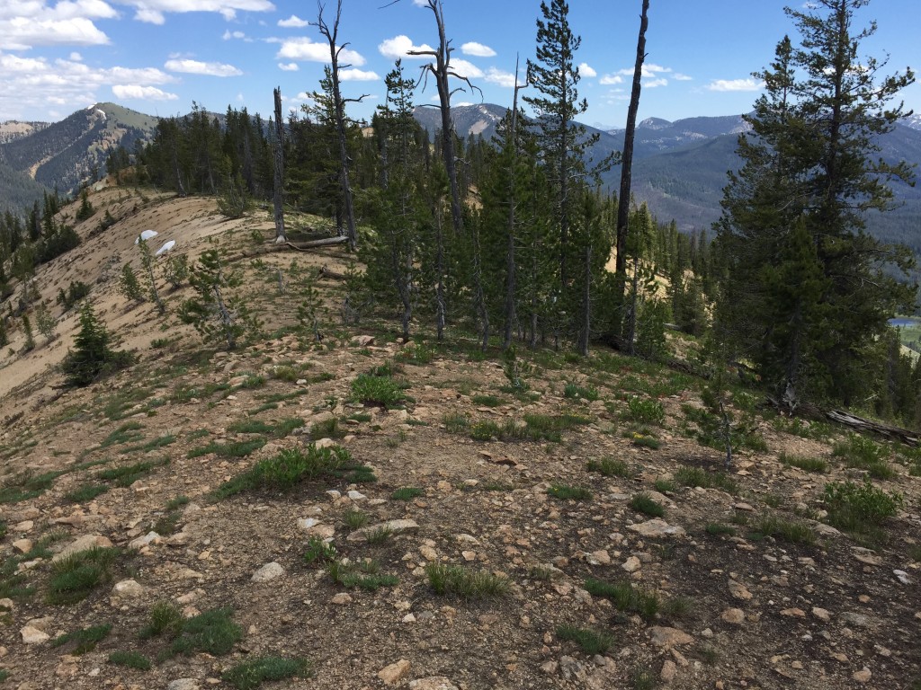 The top of the east ridge is quintessential central and eastern Salmon River Mountain terrain which offers views and good walking.