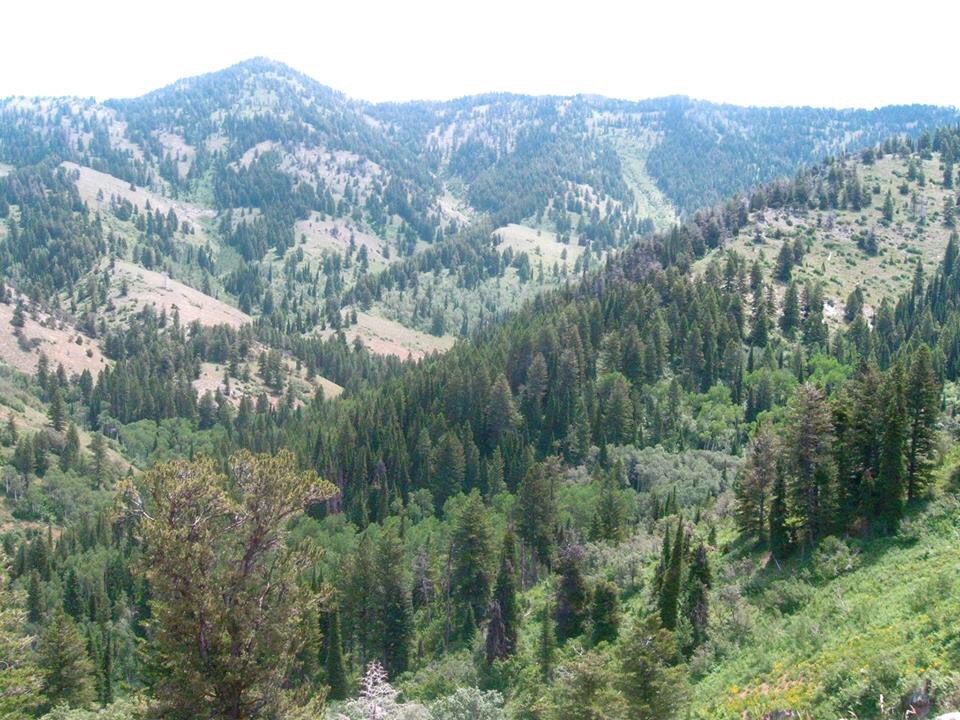 The view from Gobblers Knob. Gobblers Knob