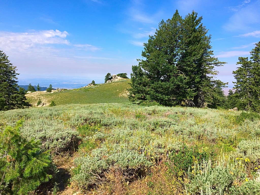 Looking across saddle from the north summit to the true summit.