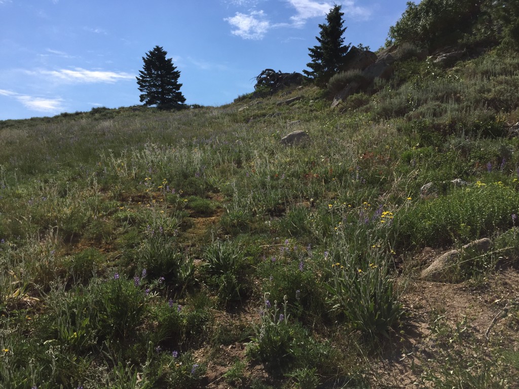 This shot is looking up towards the summit from the point you leave the trail. It is easy off trail walking for 0.08 miles to the top with minimal elevation gain.