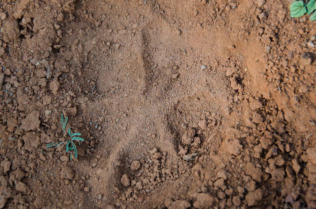 This may be the reason we only saw one goat. This wolf track was found nearby. Andrew Chiles Photo