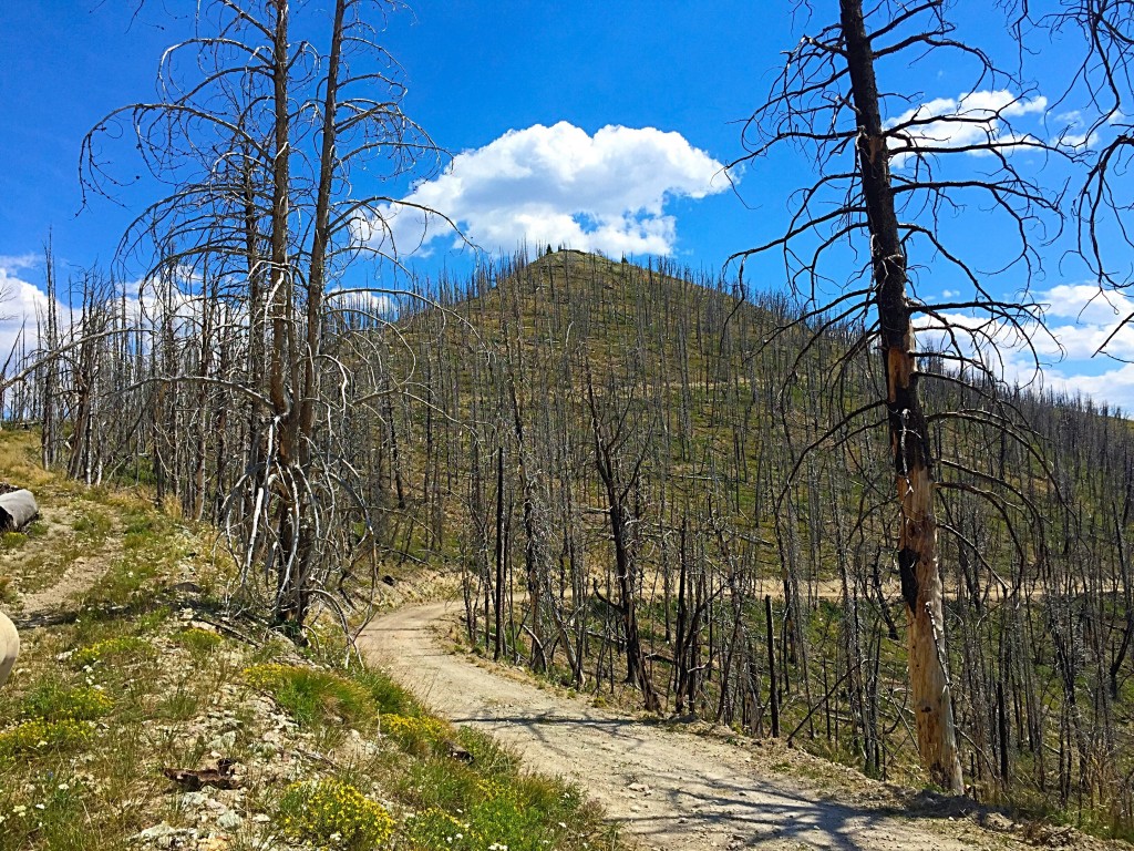 The south side of Fly Creek Point viewed from the Sleeping Deer Mountain Road. The,area was devastated by fire.