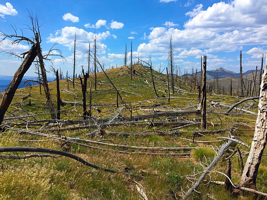 The fire scarred summit of Peak 8874 offers a fine view point to survey the surrounding Salmon River country.