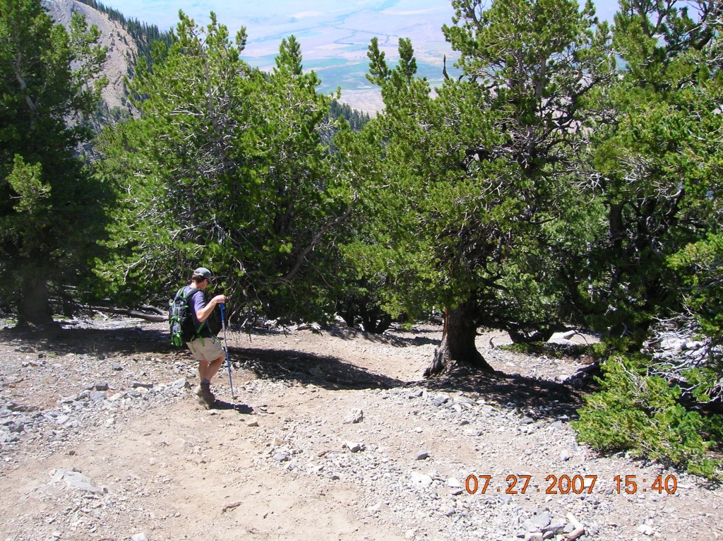 The trail through the trees was recently improved but it is still a steep pull. Photo - Todd Corsetti