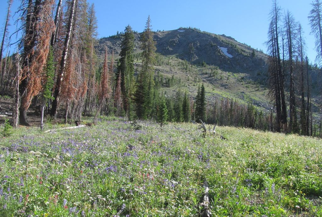 Pinyon Peak3