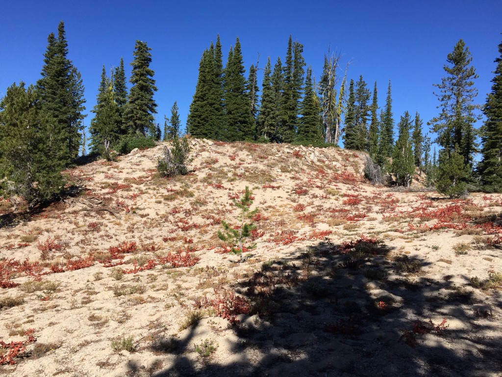 This photo shows a typical scene along the top of the ridge. You will find thicker forest on northern slopes but no difficulties with brush or downfall.